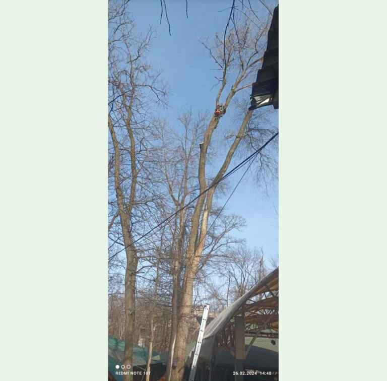 Спил дерева Донецк 6